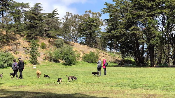 Upper Douglass Dog Play Area